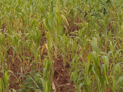 This field of maize should have been ready to harvest but drought meant it didn't grow.  Upper East Region, Ghana, 2014