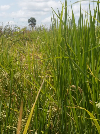 A farmer in Upper East Region, Ghana, experiments with rice varieties - growing the local variety (right) next to a dwarf variety (left) for comparison