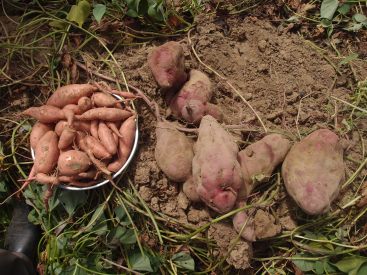 Left: the introduced drought-tolerant variety of orange-fleshed sweet potato. Right: the native variety of potato when grown during a drought year.
